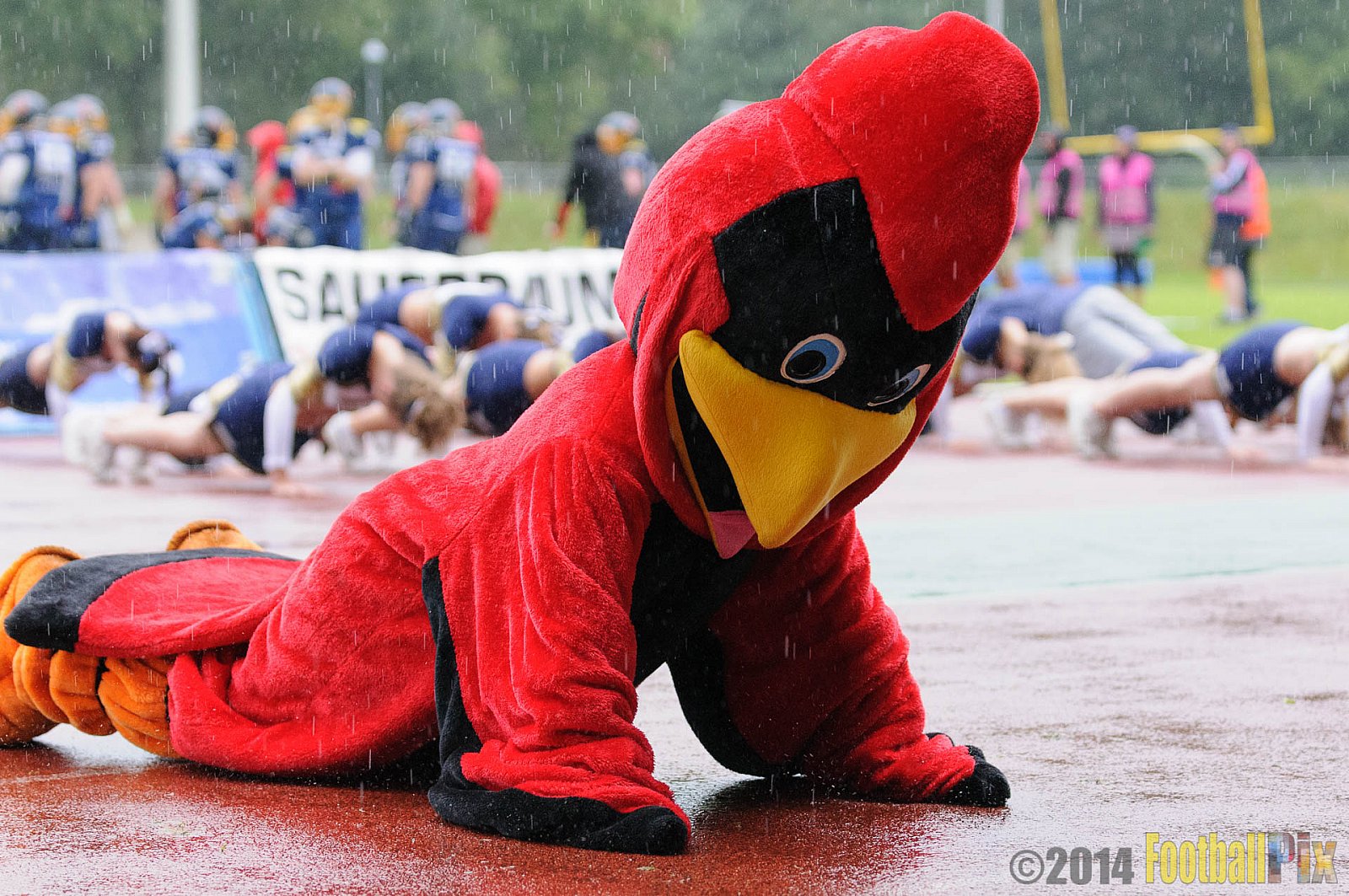Essen Assindia Cardinals vs. Dortmund Giants - 05.07.2014 Essen Assindia Cardinals vs. Dortmund Giants (67:0) 