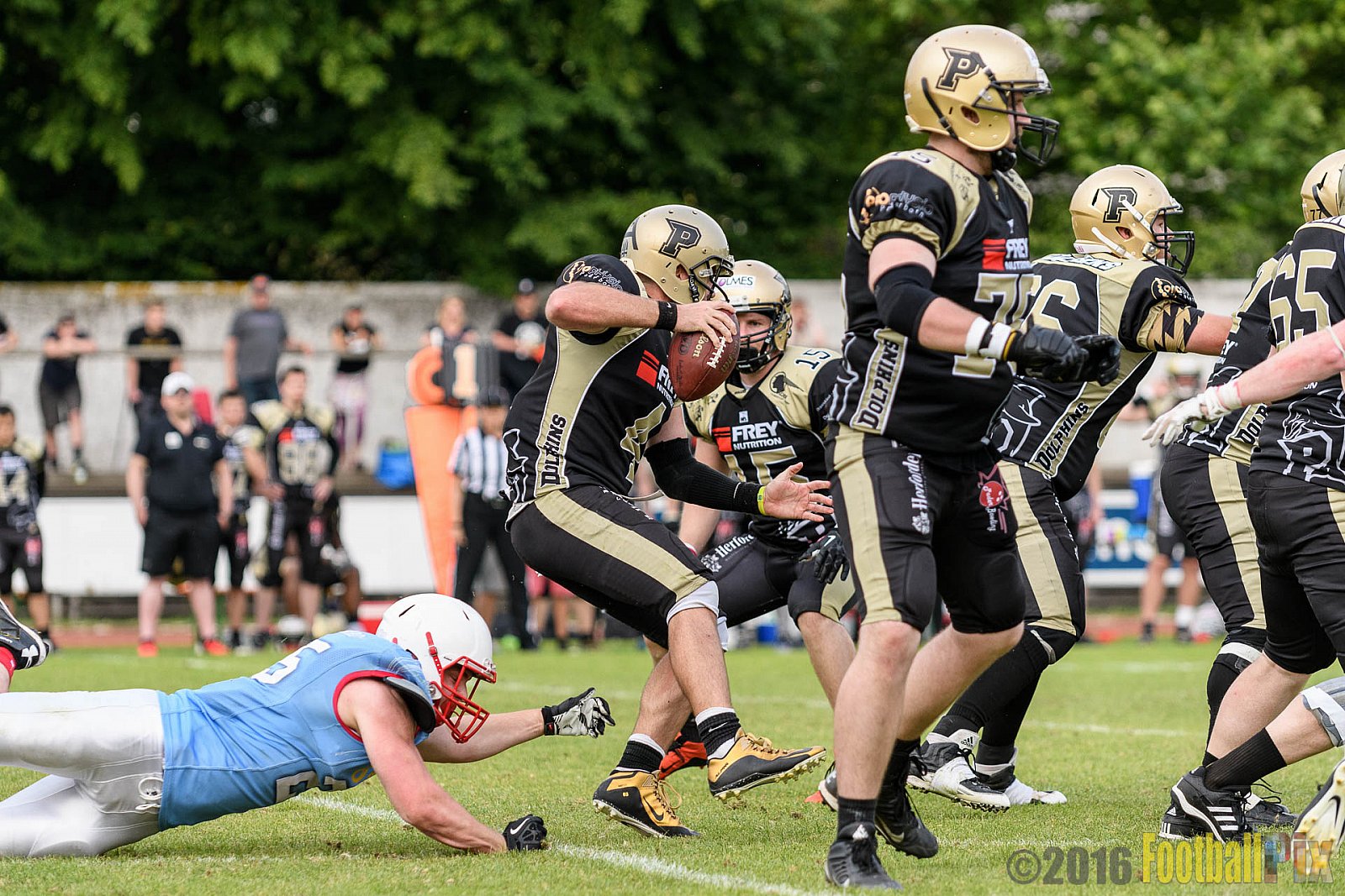  Bonn Gamecocks vs. Paderborn Dolphins - 11.06.2016 GFL2: Bonn Gamecocks vs. Paderborn Dolphins (37:40)