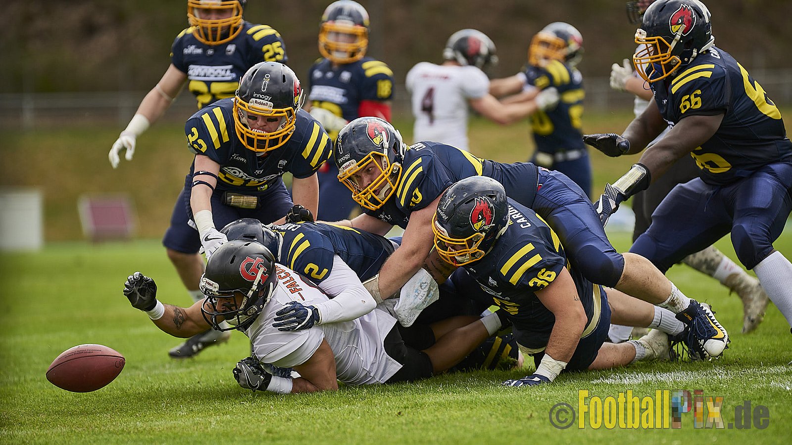 Essen Assindia Cardinals vs. Cologne Falcons - EssenAssindiaCardinalsVsCologneFalcons