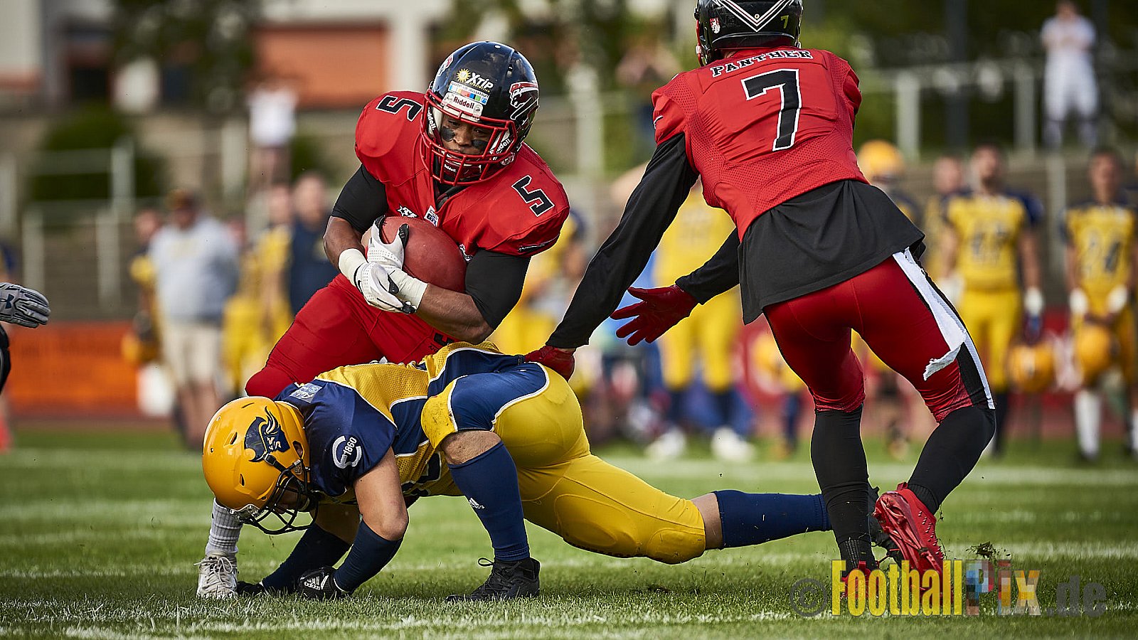 Düsseldorf Panther vs. Elmshorn Fighting Pirates - DPantherVsElmshornFightingPirates