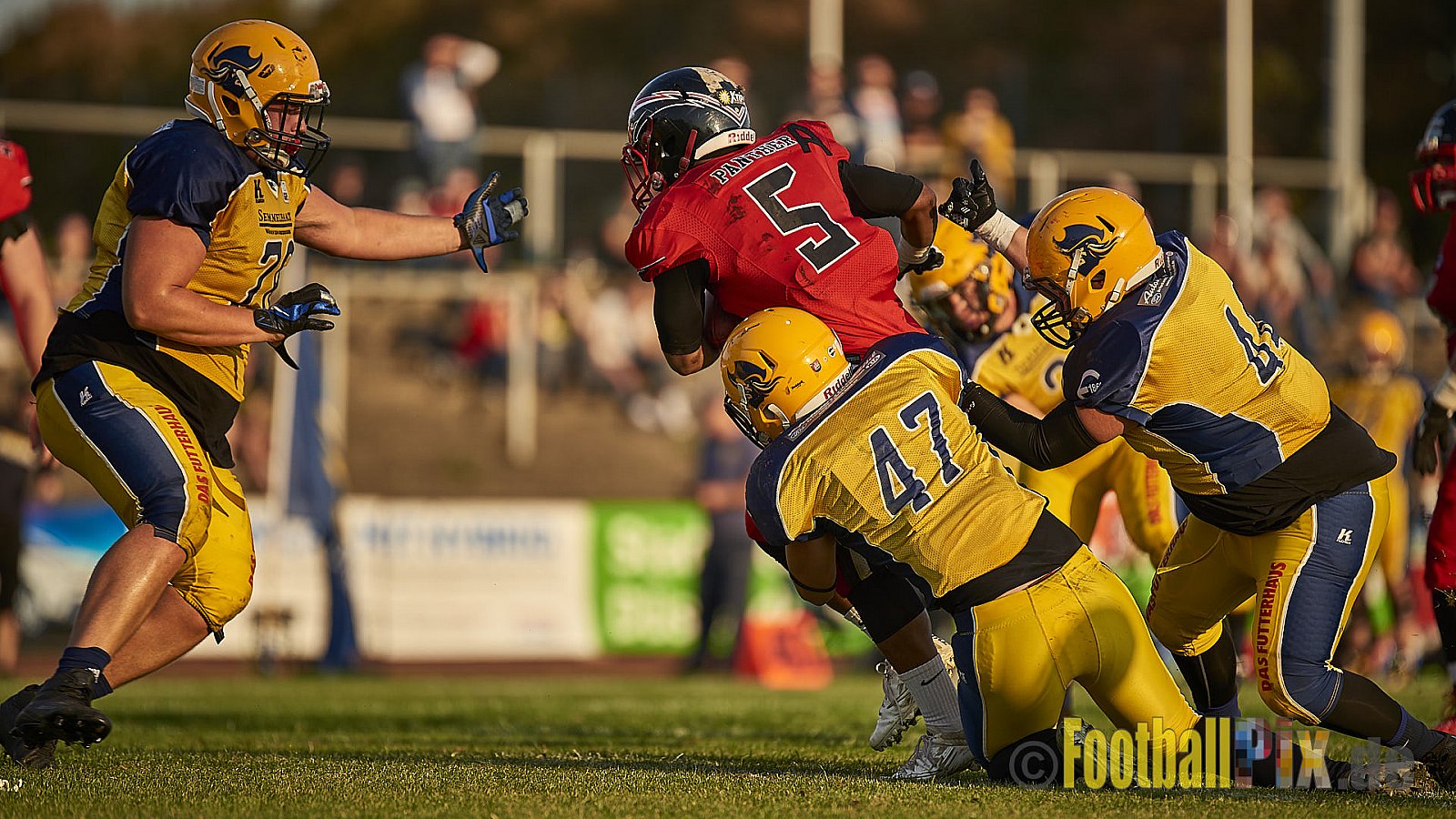 Düsseldorf Panther vs. Elmshorn Fighting Pirates - DPantherVsElmshornFightingPirates