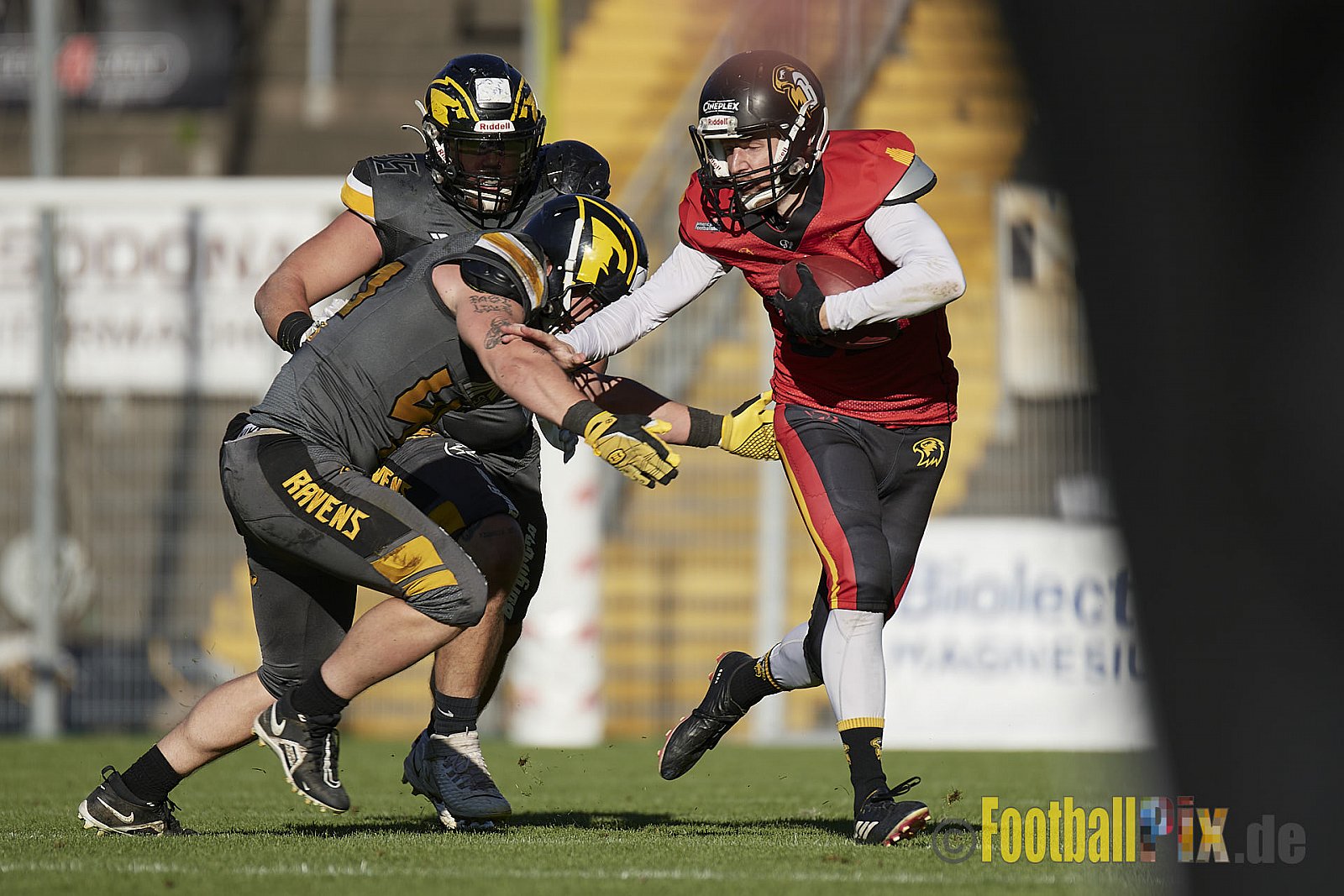 Spiel der AFCV Regionalliga NRW Season 2023 Krefeld Ravens vs. Münster Mammuts am 24.09.2023 im Stadion Grotenburgstadion, Tiergartenstraße, Bockum, Krefeld, North Rhine-Westphalia, 47800, Germany. Punkte Endstand 45 : 0. 
Bildnummer: 2023-09-24_0663 - KrefeldRavensVsMMammuts