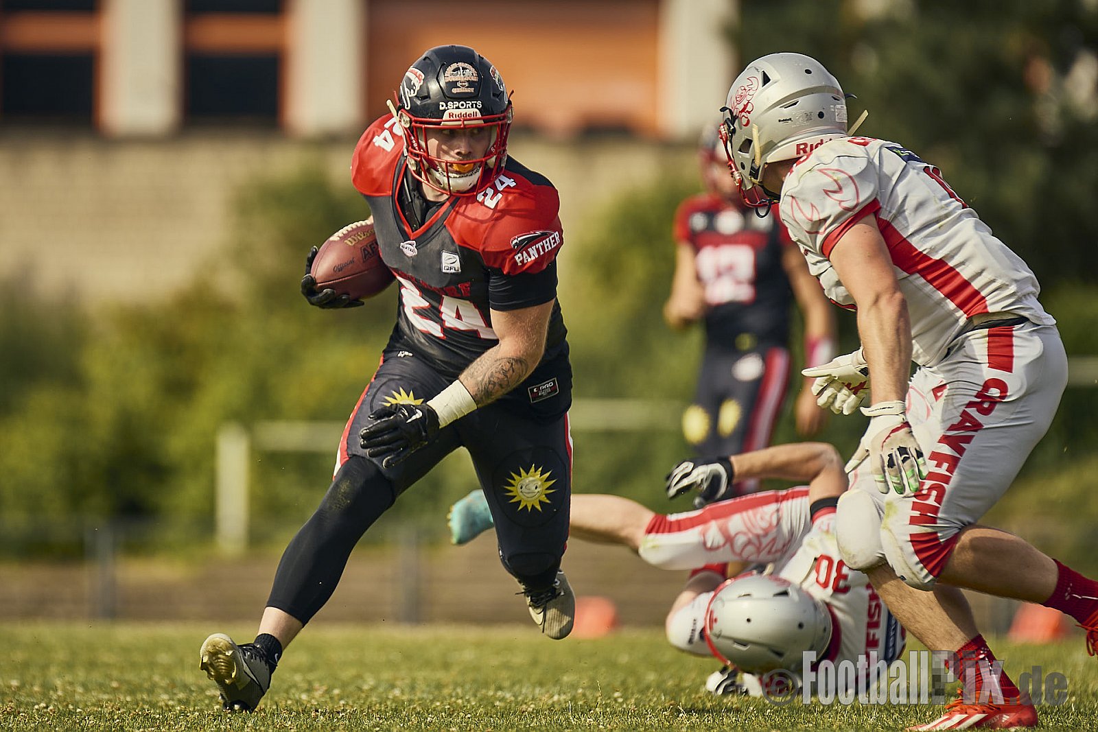 GFL2 Season 2024 Düsseldorf Panther vs. Cottbus Crayfish am 29.06.2024 im Bezirks Sportanlage Benrath, Nürnberger Straße, Benrath, Stadtbezirk 9, Dusseldorf, North Rhine-Westphalia, 40599, Germany. Punkte Endstand 64 : 0. - DPantherVsCottbusCrayfish