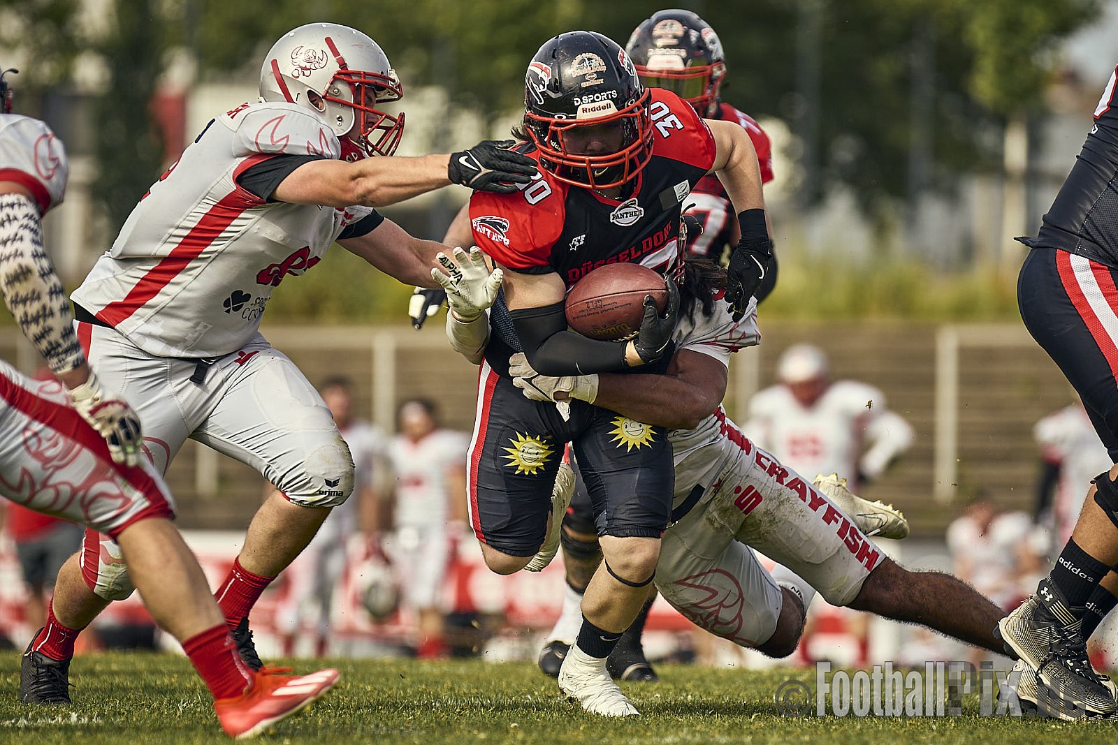 GFL2 Season 2024 Düsseldorf Panther vs. Cottbus Crayfish am 29.06.2024 im Bezirks Sportanlage Benrath, Nürnberger Straße, Benrath, Stadtbezirk 9, Dusseldorf, North Rhine-Westphalia, 40599, Germany. Punkte Endstand 64 : 0. - DPantherVsCottbusCrayfish